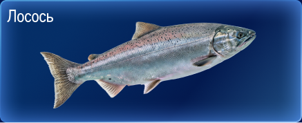 Свежий улов из морских вод 05-1a.jpg