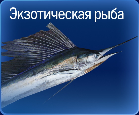 Свежий улов из морских вод 05-2a.jpg
