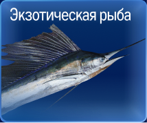 Свежий улов из морских вод 05-2a.jpg