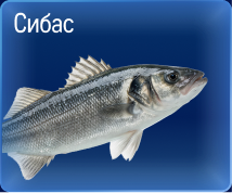 Свежий улов из морских вод 05-2b.jpg