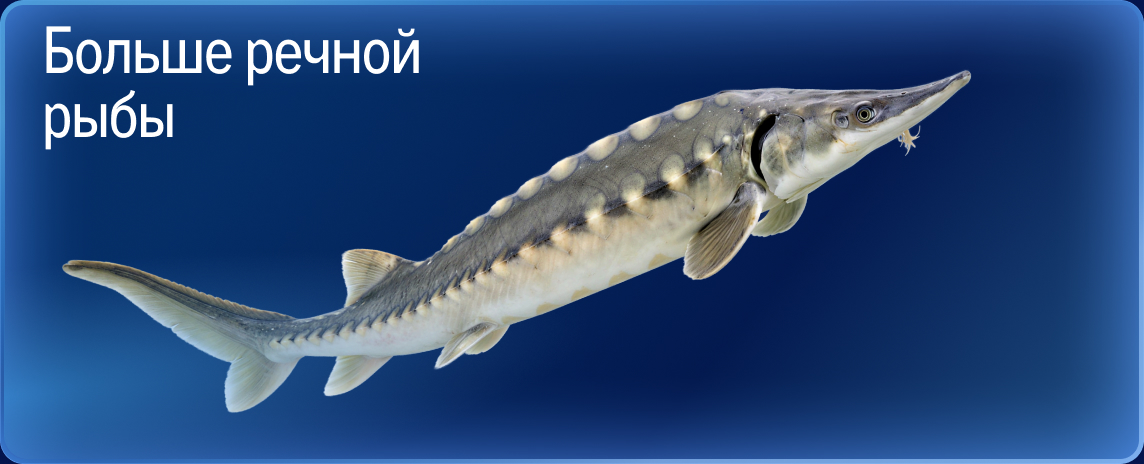 Свежий улов из морских вод 05-3b-1.jpg